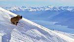 Parallel Slalom Contest 